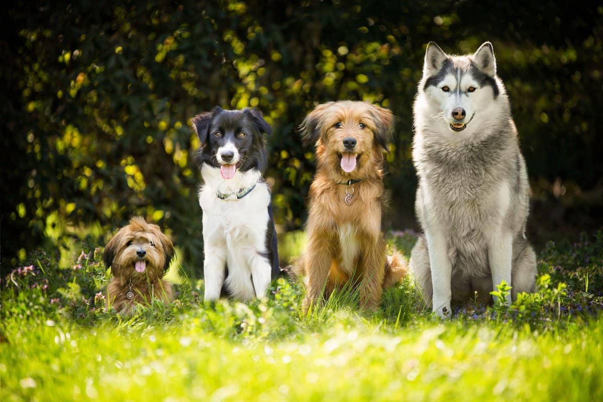 Séance de Reiki Usui pour chiens, chevaux et chats