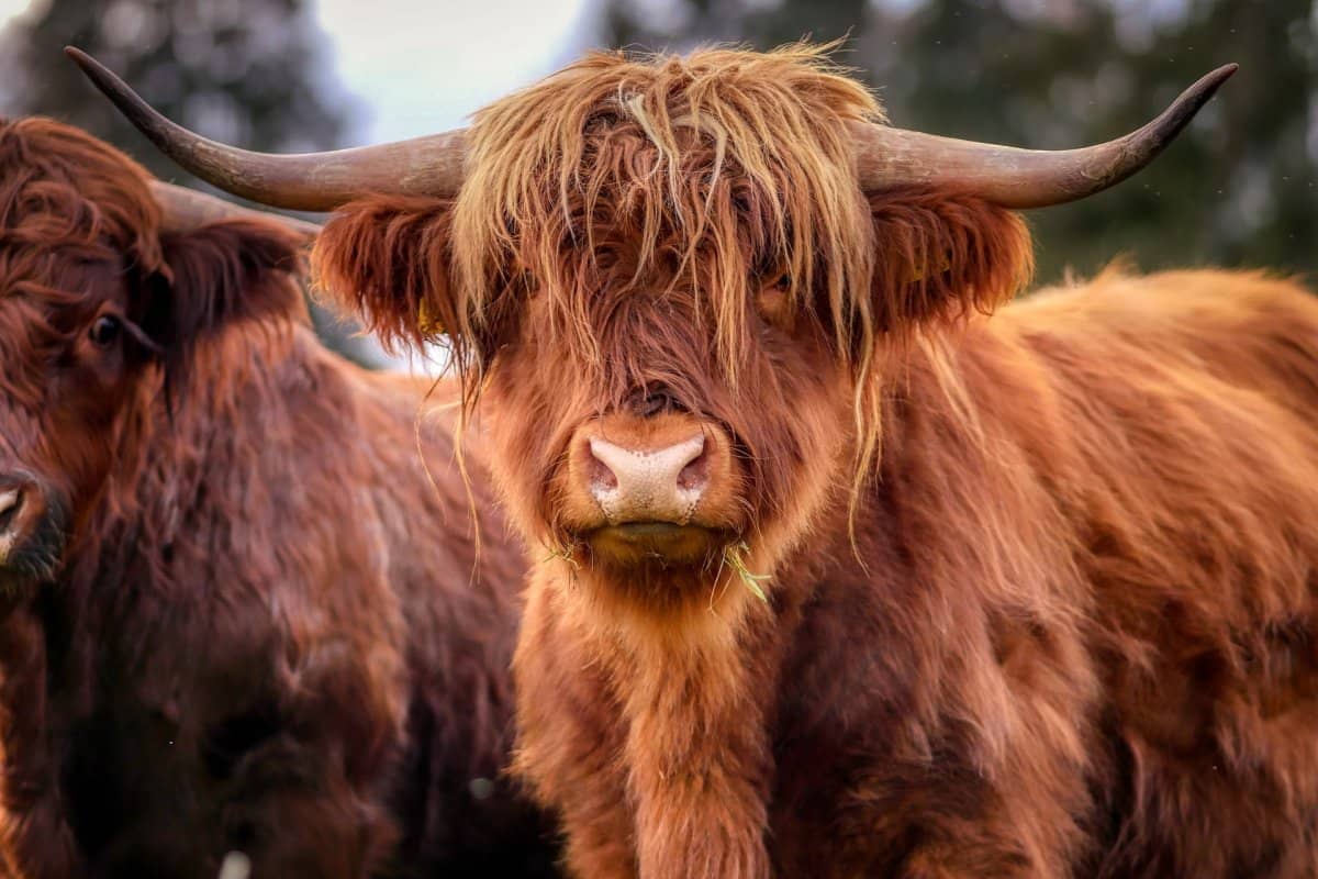 Soin énergétique pour animaux de la ferme : chèvre, brebis, vache