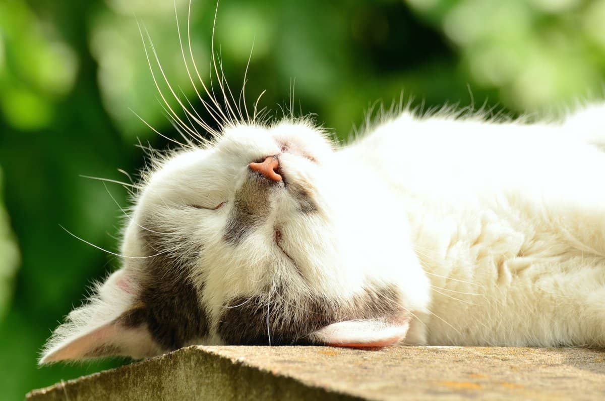 Soin énergétique pour chien, chat et cheval